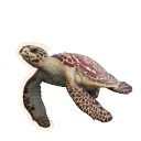 Hawksbill Turtle in Planet Zoo 2