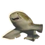 Indo-Pacific Leopard Shark in Planet Zoo 2