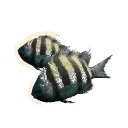Indo-Pacific Sergeant in Planet Zoo 2