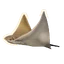 Javanese Cownose Ray in Planet Zoo 2
