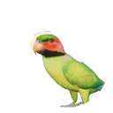 Long-Tailed Parakeet in Planet Zoo 2
