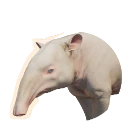 Leucistic Malayan Tapir colour morph in Planet Zoo 2