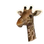 Masai Giraffe in Planet Zoo 2