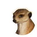 Leucistic Meerkat colour morph in Planet Zoo 2