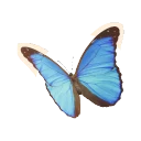 Menelaus Blue Morpho in Planet Zoo 2