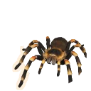 Mexican Redknee in Planet Zoo 2