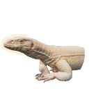 Albino Nile Monitor colour morph in Planet Zoo 2