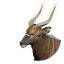 Nyala in Planet Zoo 2