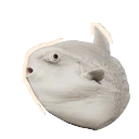 Leucistic Ocean Sunfish colour morph in Planet Zoo 2