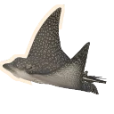 Ocellated Eagle Ray in Planet Zoo 2