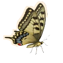 Old World Swallowtail in Planet Zoo 2