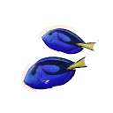 Palette Surgeonfish in Planet Zoo 2