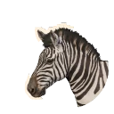 Plains Zebra in Planet Zoo 2