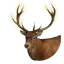Red Deer in Planet Zoo 2