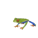 Red-Eyed Tree Frog in Planet Zoo 2