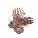 Red Lionfish in Planet Zoo 2
