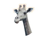 Leucistic Reticulated Giraffe colour morph in Planet Zoo 2