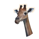 Spotless Reticulated Giraffe colour morph in Planet Zoo 2