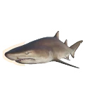Sand Tiger Shark in Planet Zoo 2