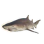 Sand Tiger Shark in Planet Zoo 2