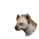 Leucistic Spotted Hyena colour morph in Planet Zoo 2