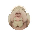 Albino Sumatran Orangutan colour morph in Planet Zoo 2