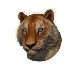 Golden Morph Sumatran Tiger colour morph in Planet Zoo 2