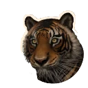 Pseudomelanistic Sumatran Tiger colour morph in Planet Zoo 2