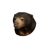 Sun Bear in Planet Zoo 2