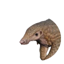 Sunda Pangolin in Planet Zoo 2