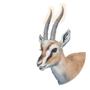 Thomson's Gazelle in Planet Zoo 2