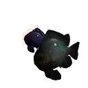 Pacific Ocean Morph Threespot Damselfish colour morph in Planet Zoo 2