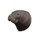 West Indian Manatee in Planet Zoo 2