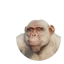 Leucistic Western Chimpanzee colour morph in Planet Zoo 2