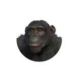 Darker Variation Western Chimpanzee colour morph in Planet Zoo 2