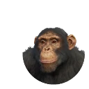 Western Chimpanzee in Planet Zoo 2