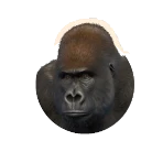 Western Lowland Gorilla in Planet Zoo 2