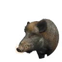 Wild Boar in Planet Zoo 2