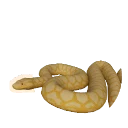 Albino Yellow Anaconda colour morph in Planet Zoo 2