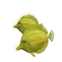 Yellow Tang in Planet Zoo 2